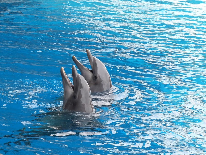 Playful dolphins in the ocean